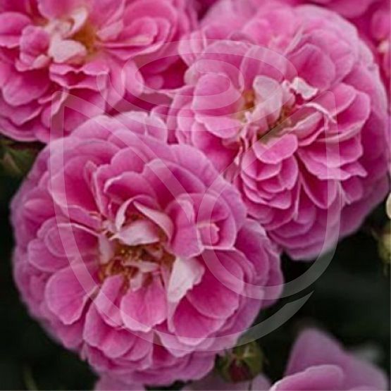 Rosier Lovely pink®