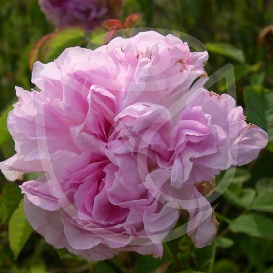 Rosier Blush damask
