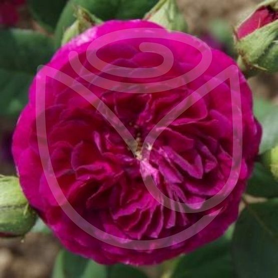 Rosier Purple Lodge®