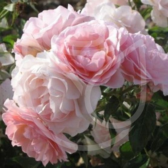Rosier Rose de Beaune®