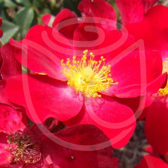 Rosier Poppy Rose®