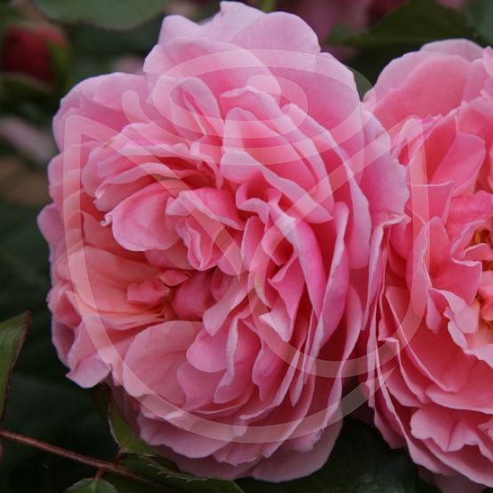 Rosier Rosemantic Pink®