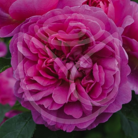 Rosier Princess Anne®