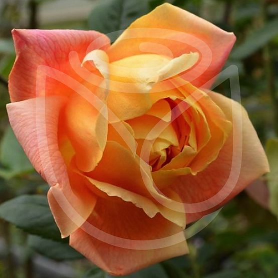 Rosier Sutter's Gold