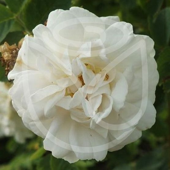 Rosier Rosa alba 'Maxima"