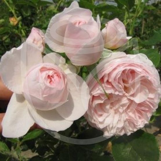Rosier Heritage®