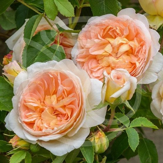 Rosier Bathsheba Rambler®