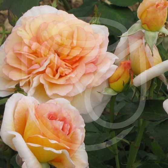 Rosier Cocarde®
