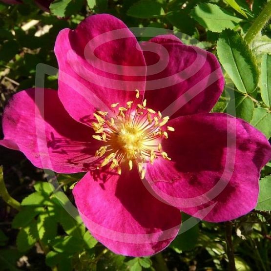 Rosier Rosa Pimpinellifolia Rubra
