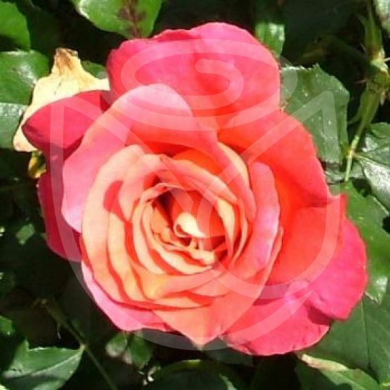 Rosier Belle Epoque®