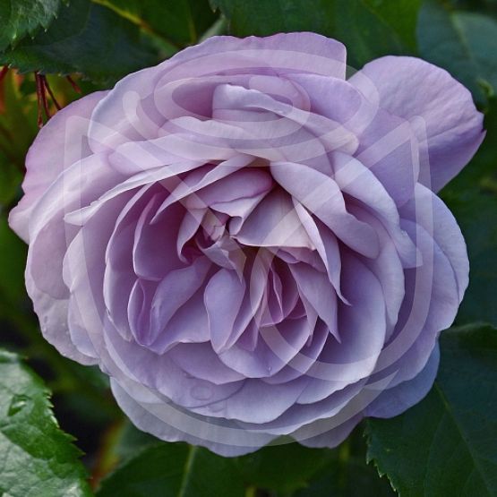 Rosier Lady Perfume®