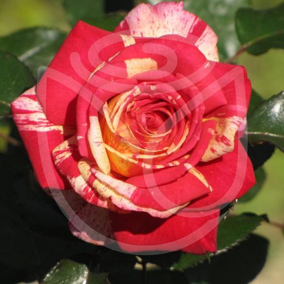 Rosier Broceliande®