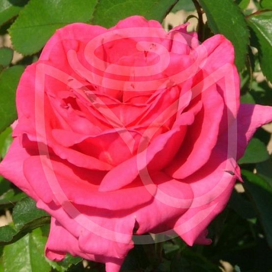 Rosier Criterion