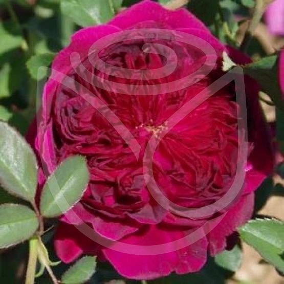 Rosier William Shakespeare 2000®