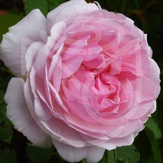 Rosier Lady Salisbury®