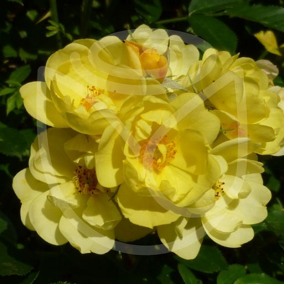 Rosier Golden Age®