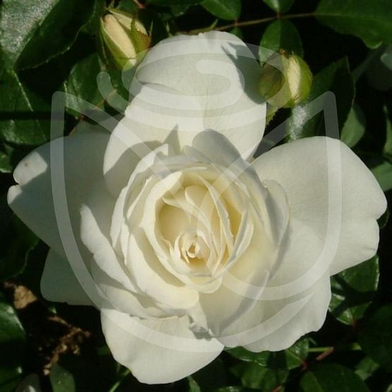 Rosier Iceberg