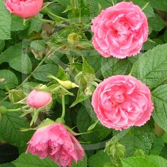 Rosier Pink Grootendorst