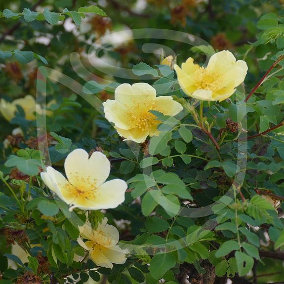 Rosa primula