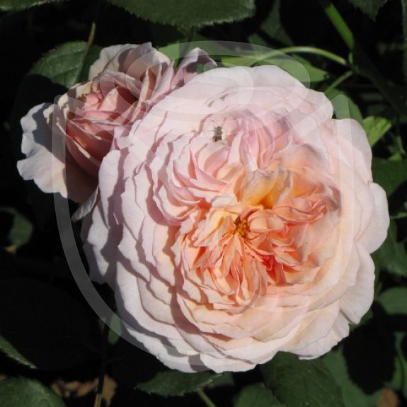 A Shropshire Lad®