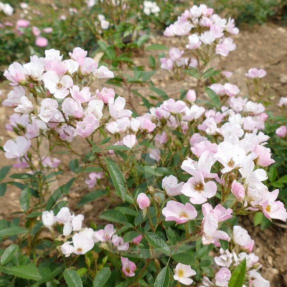 Diamant Rose®