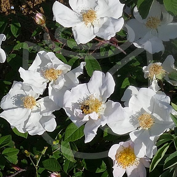 Rosa virginiana