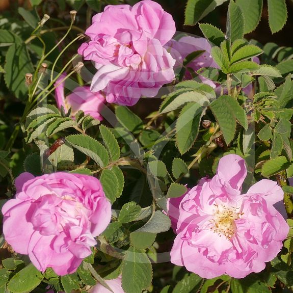 Rosa gallica officinalis