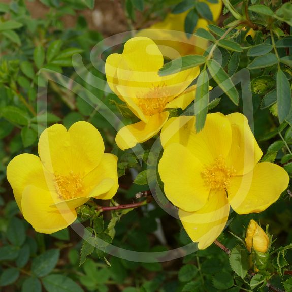 Rosa foetida