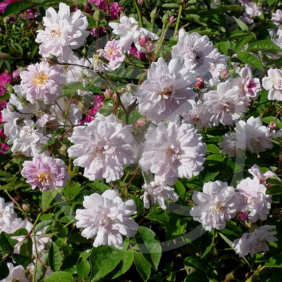 Paul's Himalayan Musk