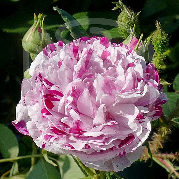 Variegata di Bologna