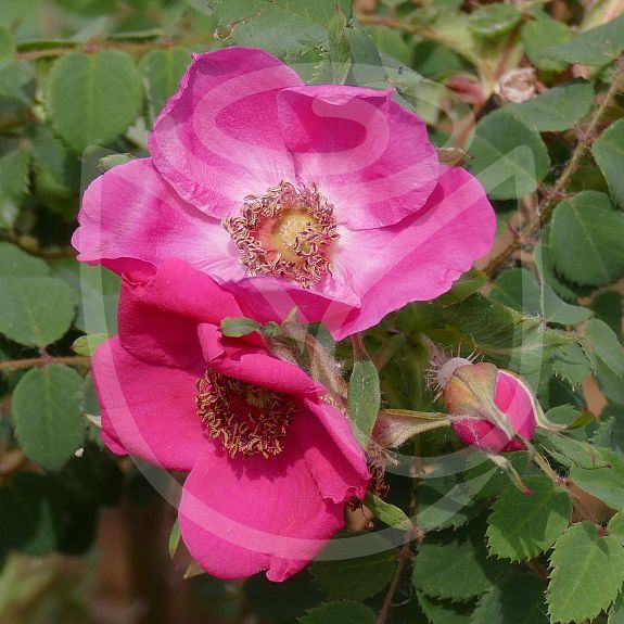 Rosa moyesii Fargesii