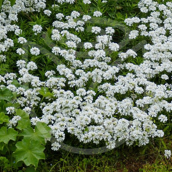 Iberis sempervirens