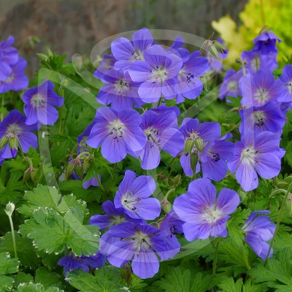 Geranium 'Johnson Blue '