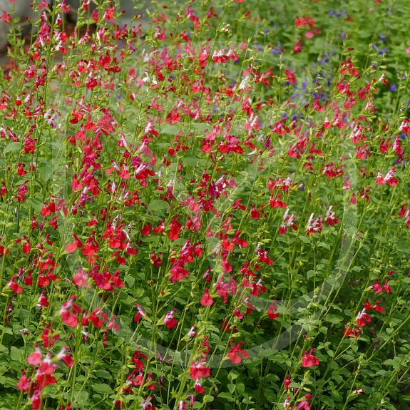 Salvia microphylla 'Hot Lips'