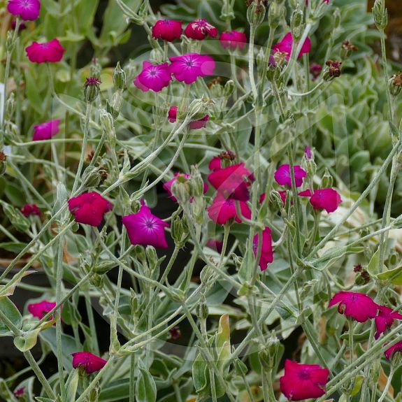 Lychnis coronaria rouge