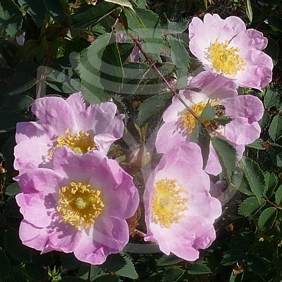 Rosa pendulina Bourgogne