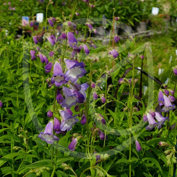 Penstemon 'Alice Hindley'