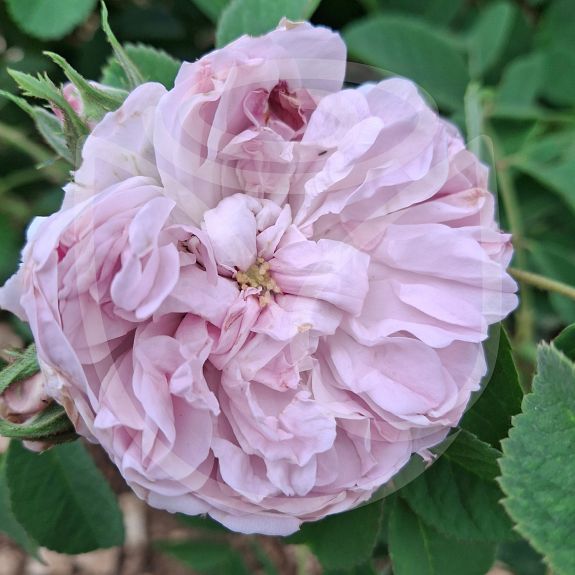 Rosa damascena quatre saisons