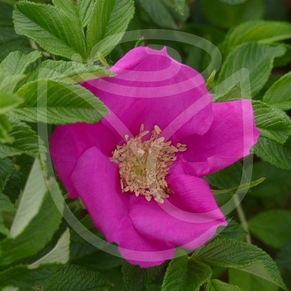 Rosa rugosa scabrosa