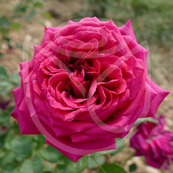 Parfum d'Edirose®