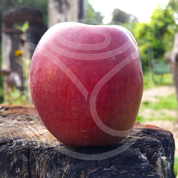 Pigeonnet de Jerusalem