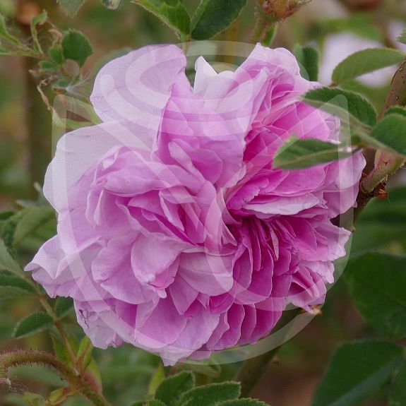 Rosa damascena