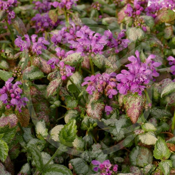 Lamium maculatum Beacon Silver