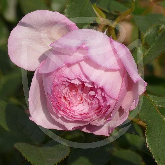 The Mill on the Floss®