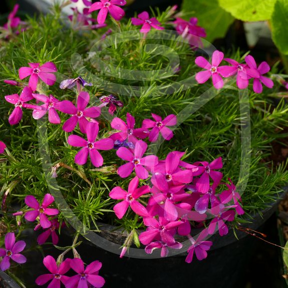 Phlox Douglasii-hybride 'Crackerjack'