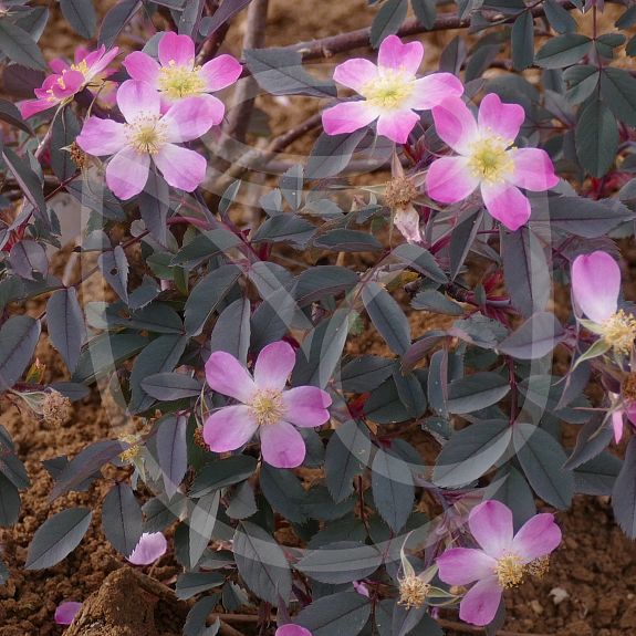 Rosa Rubrifolia