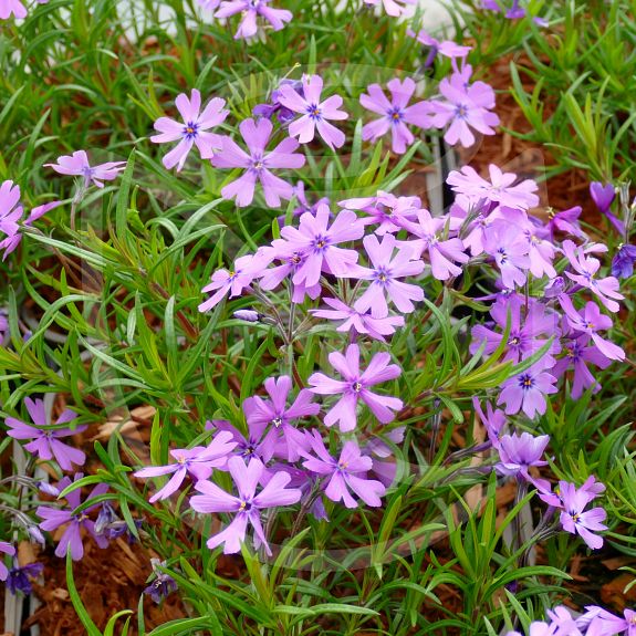 Phlox subulata Purple beauty