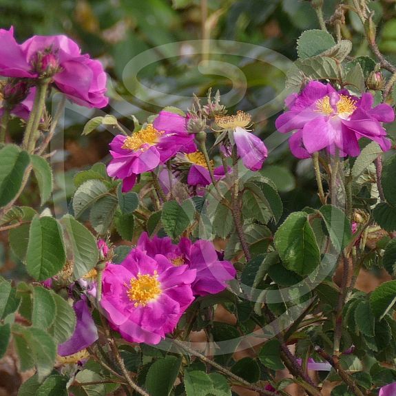 Rosa sweginzowii macrocarpa