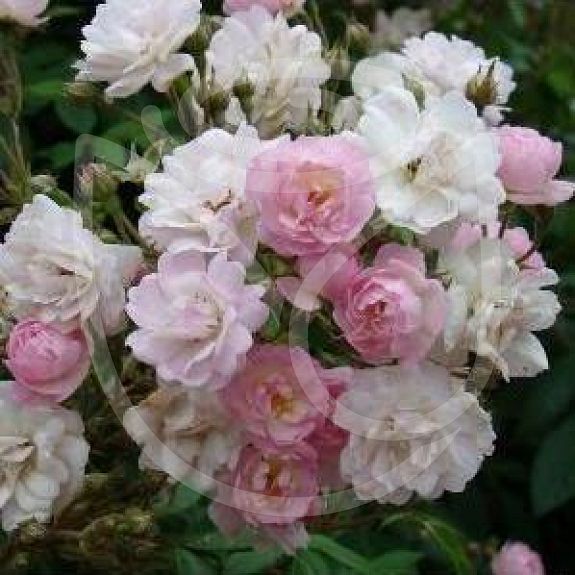 Guirlande rose®