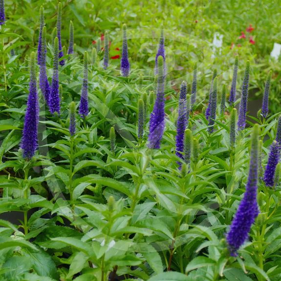 Veronica spicata Ulster Blue Darf